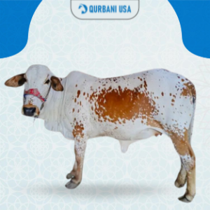 Eid-ul-Adha Whole Bull In Pakistan